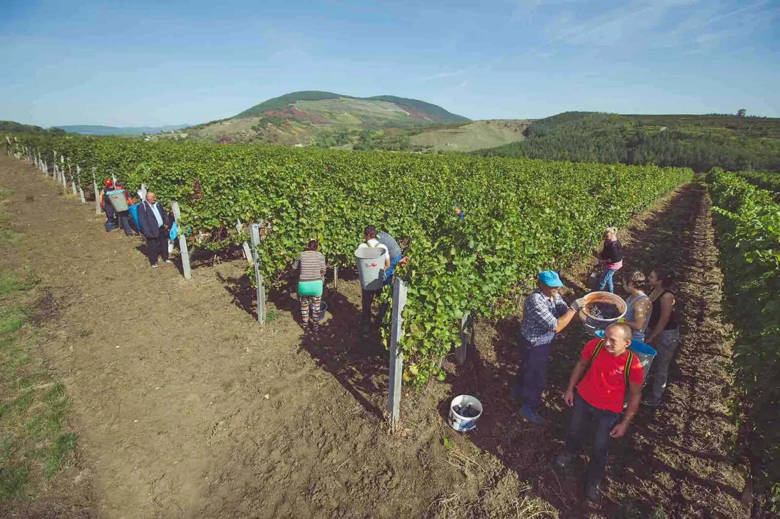 Almagyar vineyard