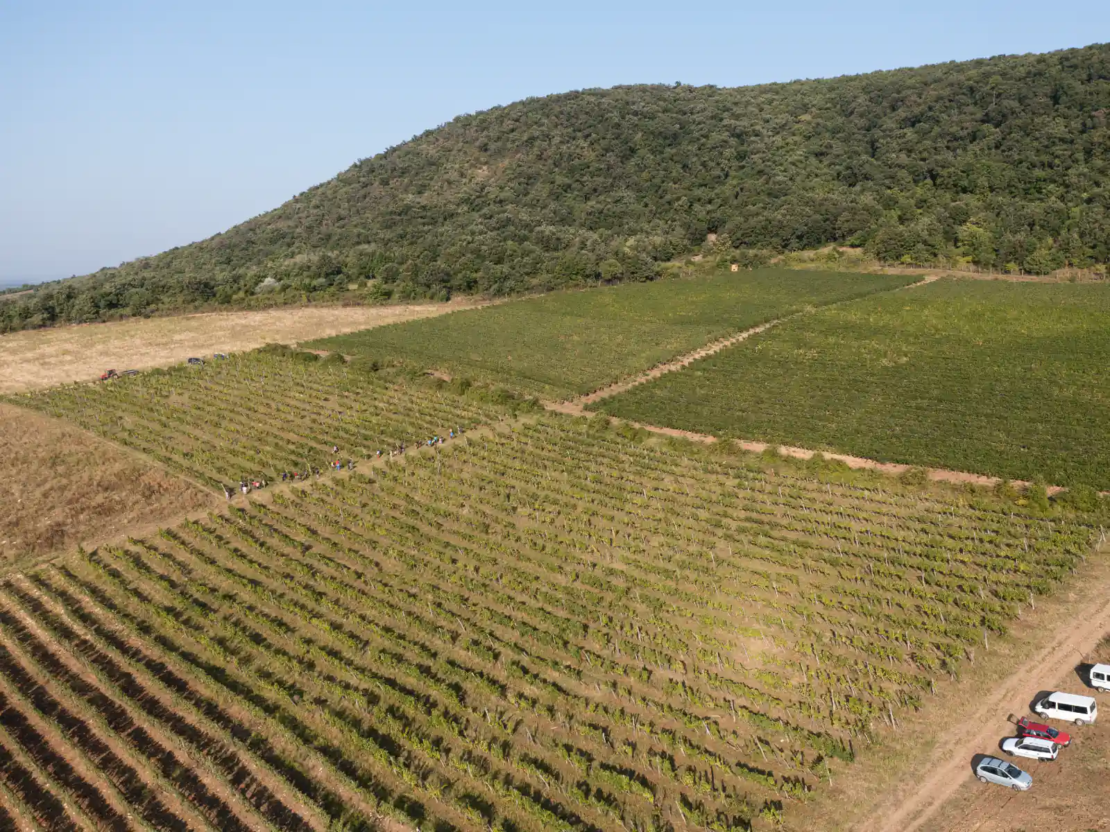 Nagy-Eged vineyard