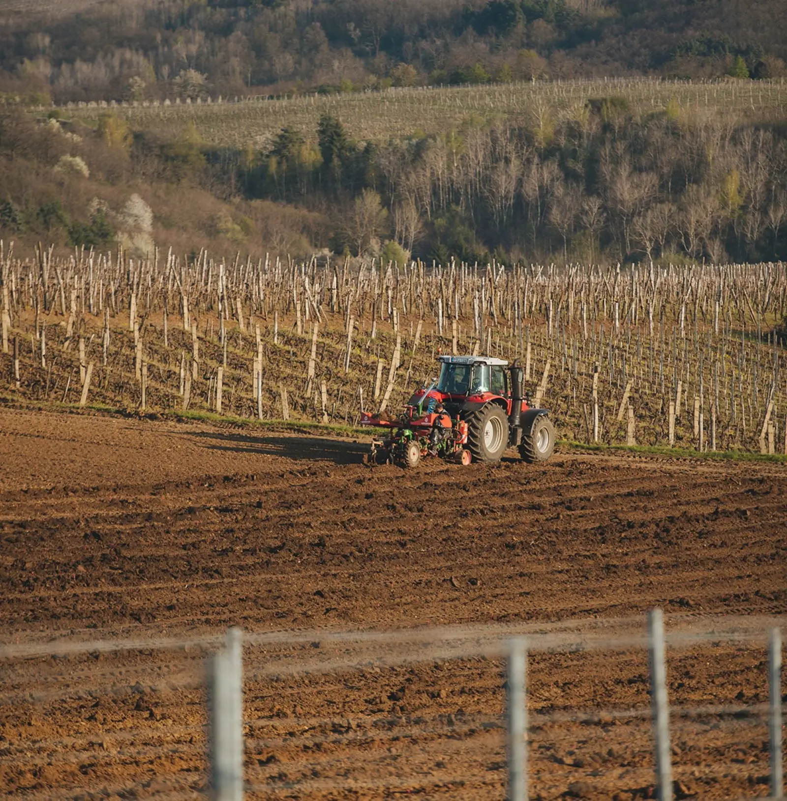 Síkhegy vineyard