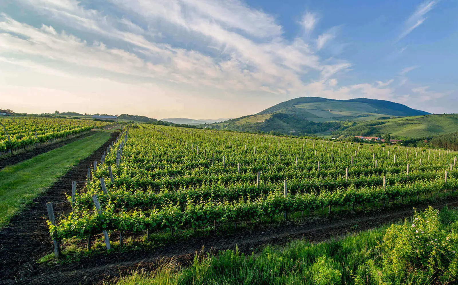The vineyards of Eged Hill